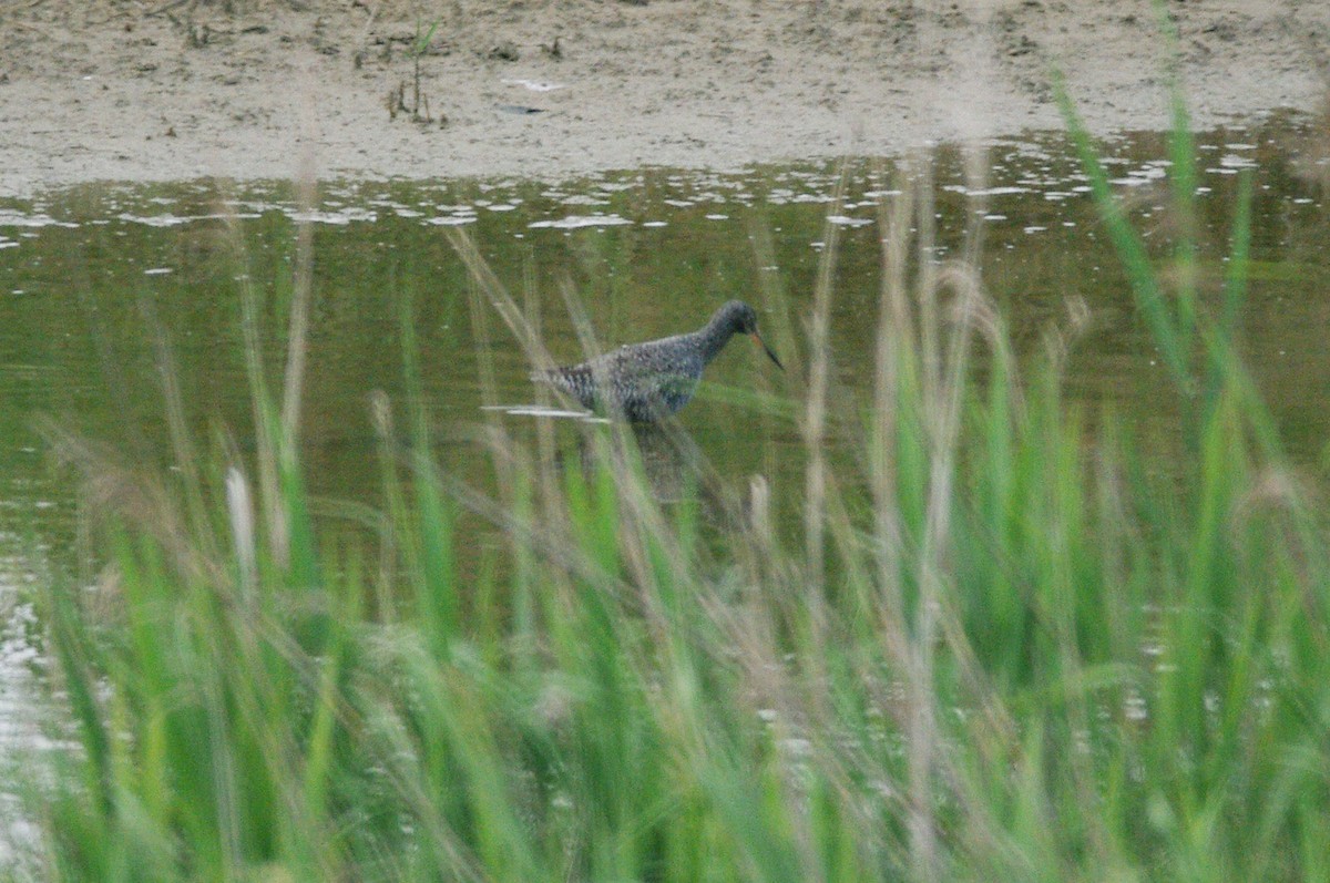 Spotted Redshank - ML619337049