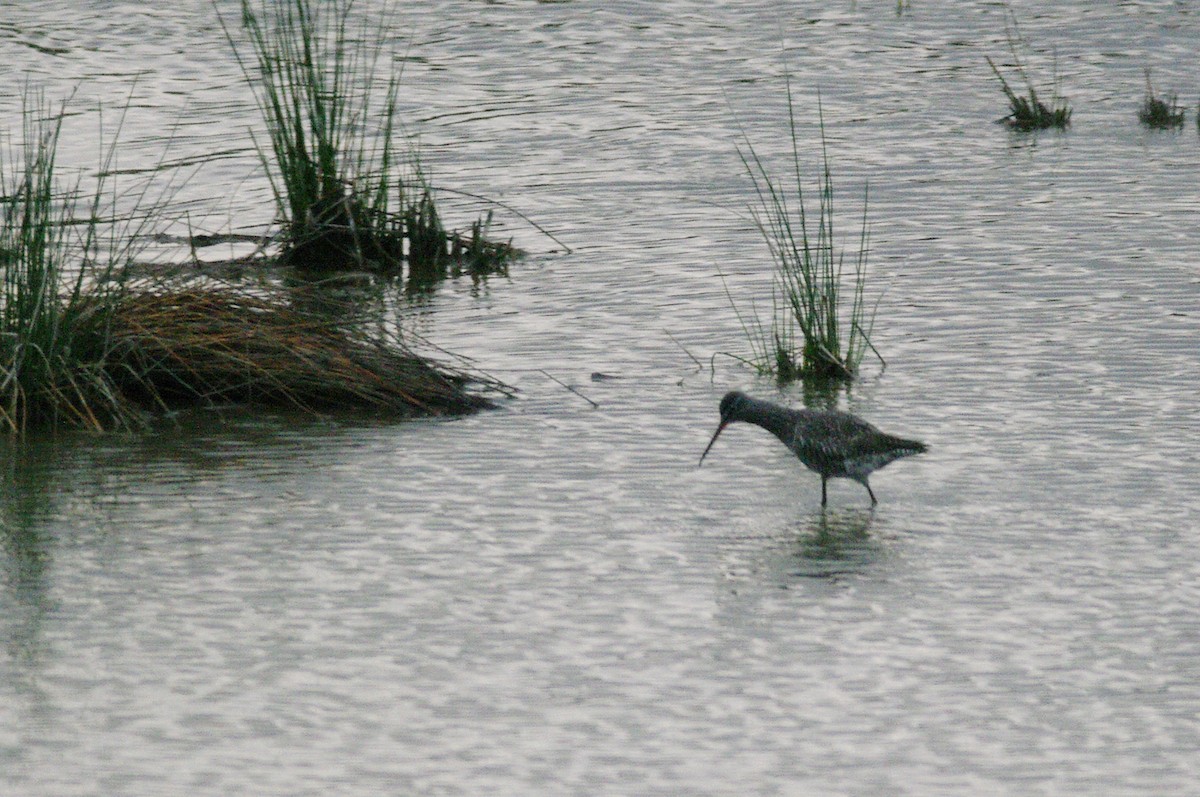 Spotted Redshank - ML619337050