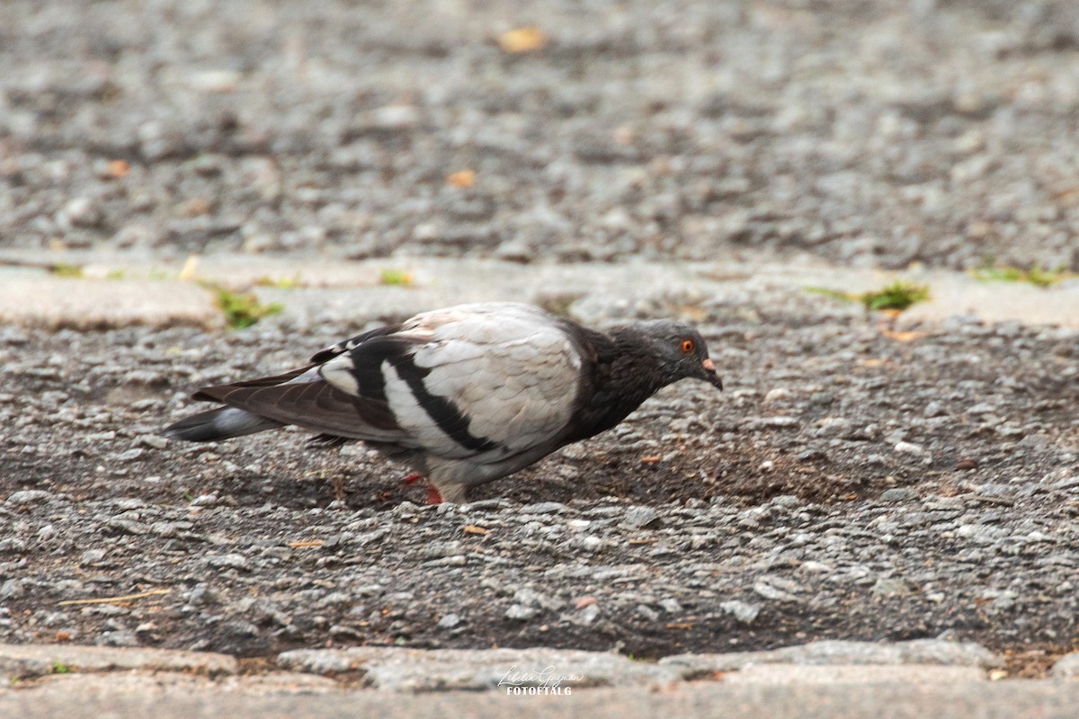 Rock Pigeon (Feral Pigeon) - ML619337069