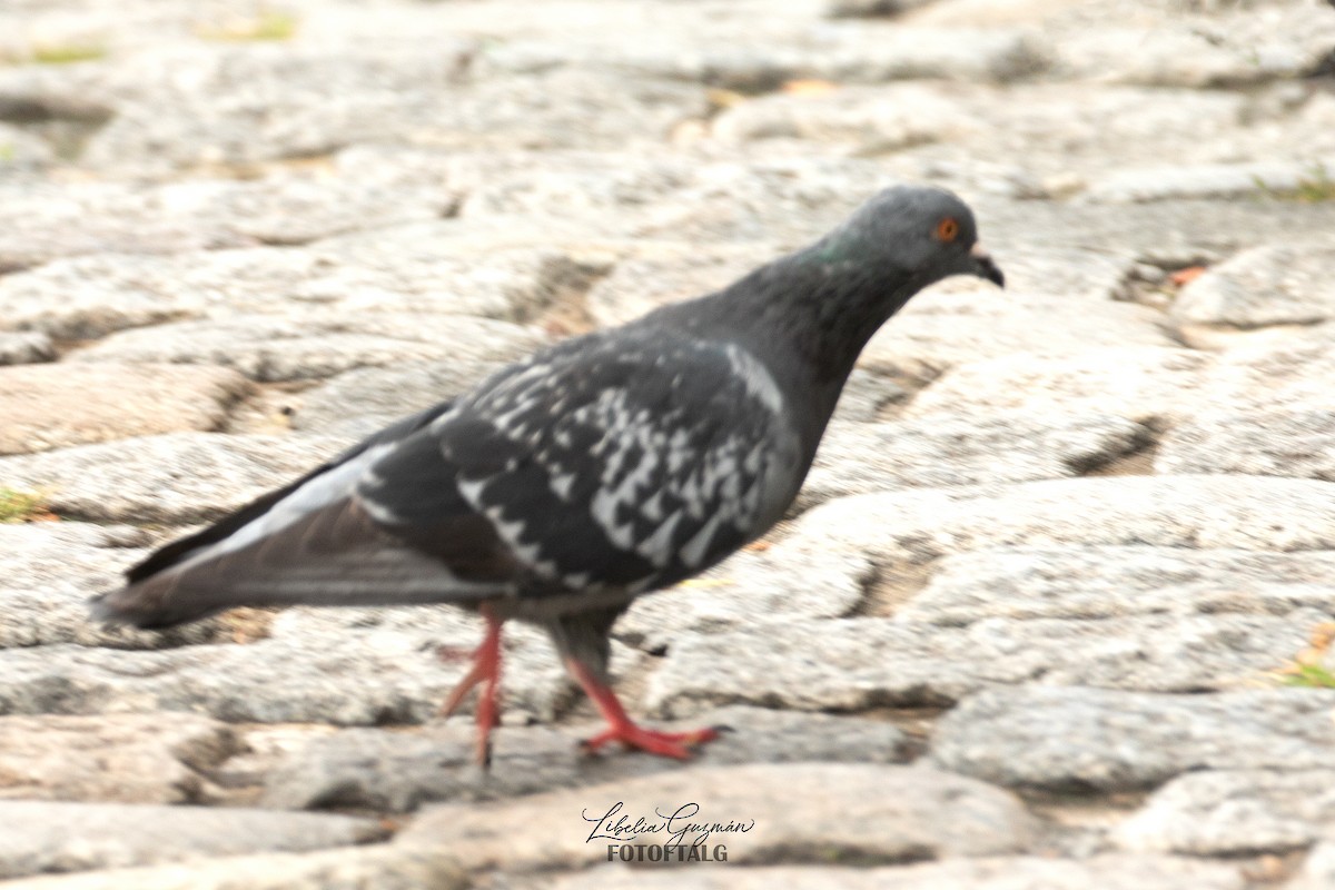Rock Pigeon (Feral Pigeon) - ML619337070