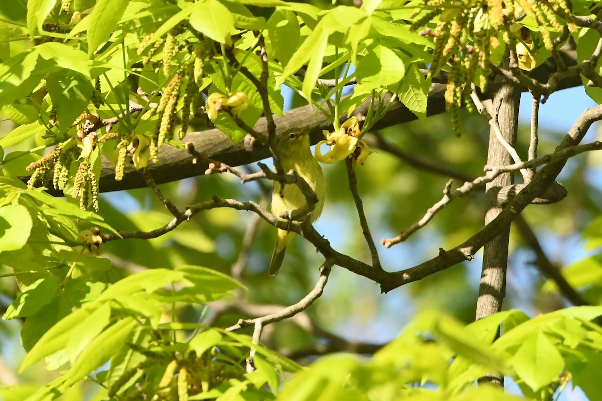 Orange-crowned Warbler - ML619337147