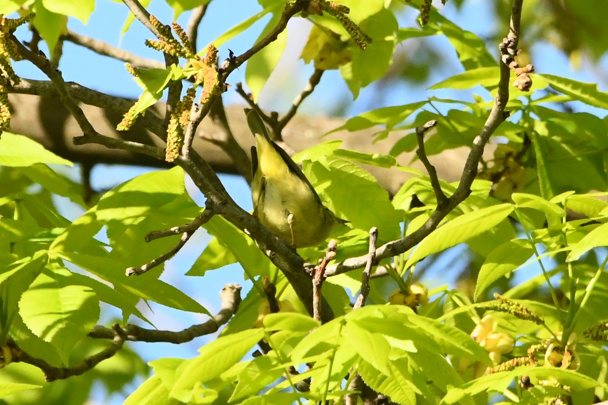 Orange-crowned Warbler - ML619337151