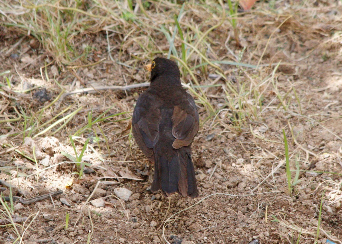 Eurasian Blackbird - ML619337171