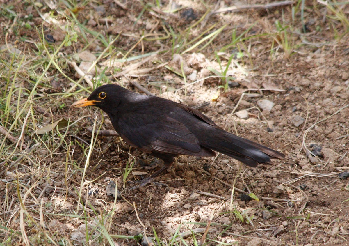 Eurasian Blackbird - ML619337172