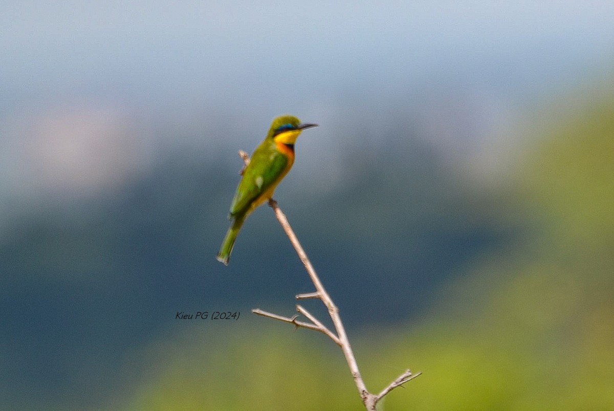 Little Bee-eater - ML619337204