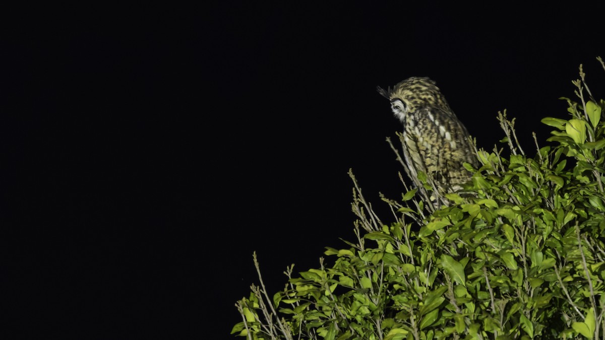 Striped Owl - ML619337274