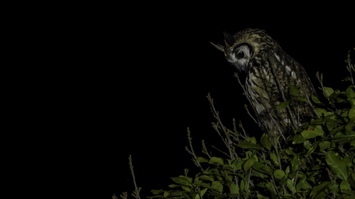 Striped Owl - ML619337275
