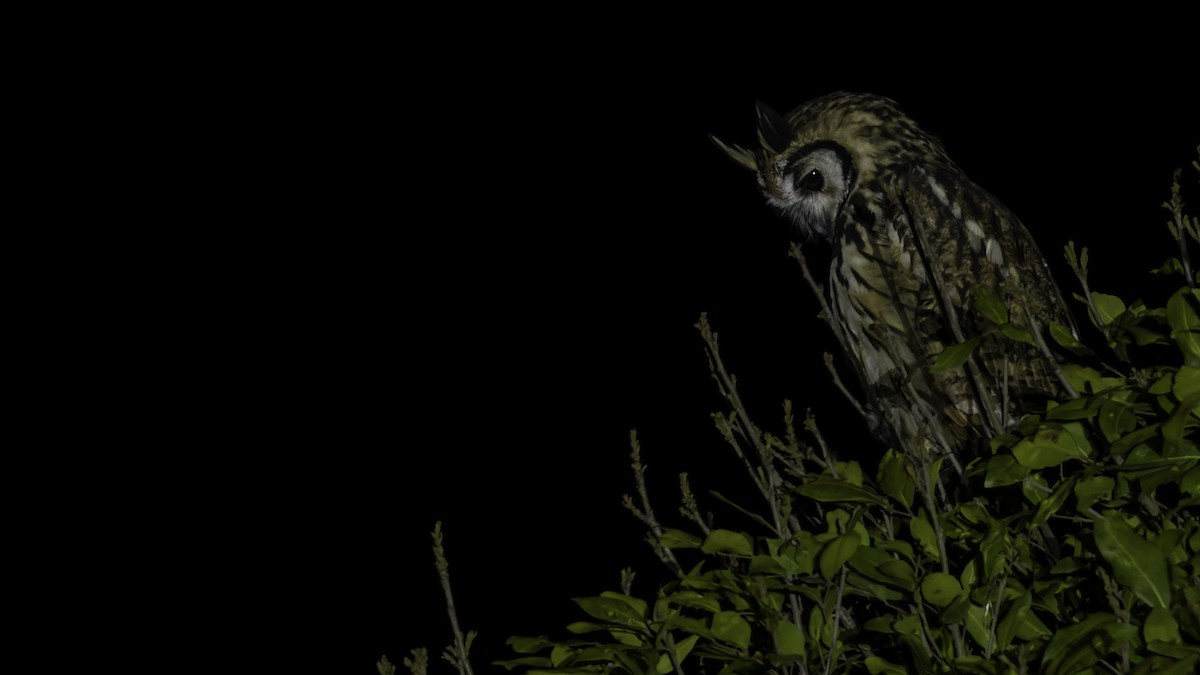 Striped Owl - ML619337276