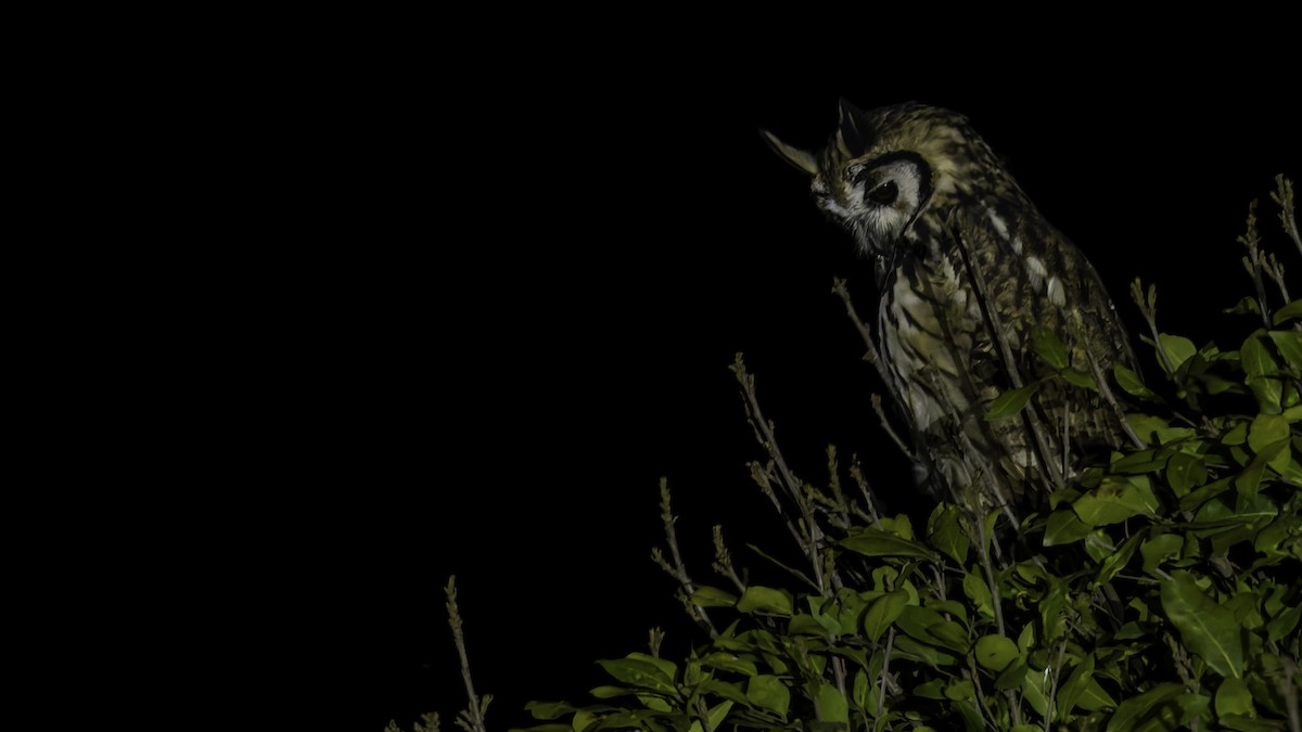 Striped Owl - ML619337277