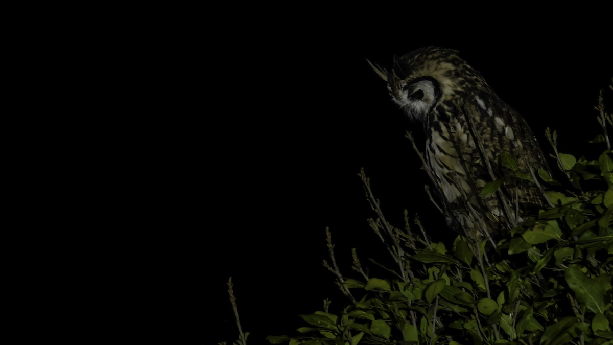 Striped Owl - ML619337278