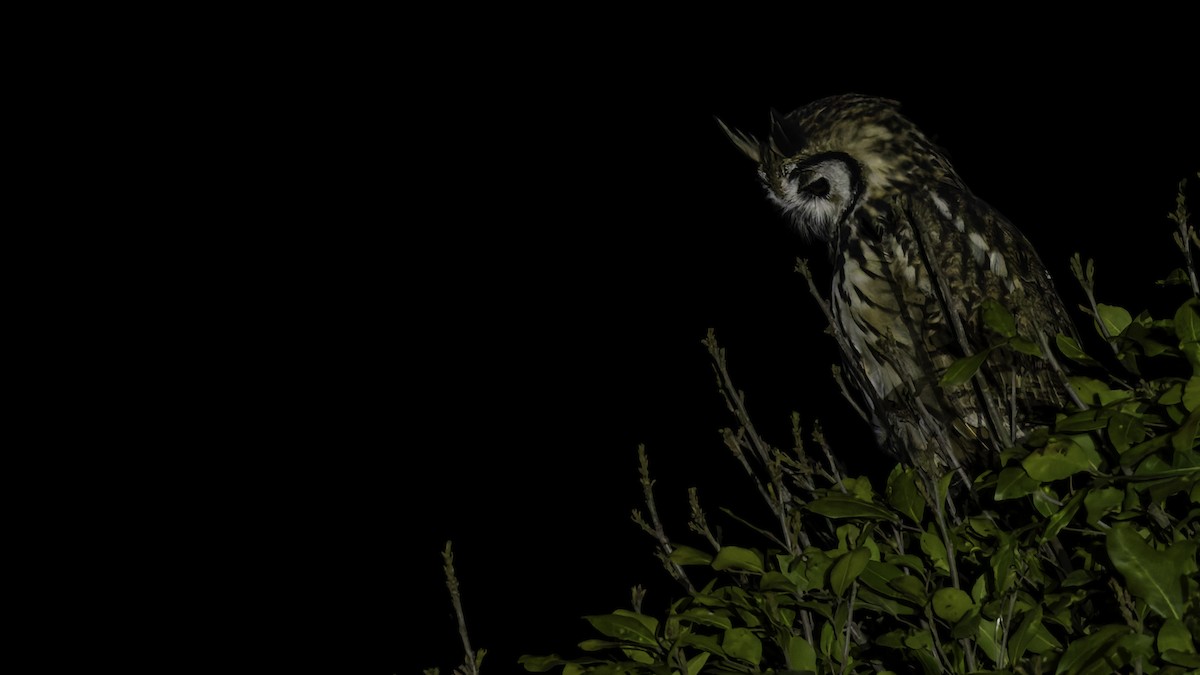 Striped Owl - ML619337279