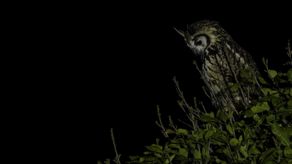 Striped Owl - ML619337280