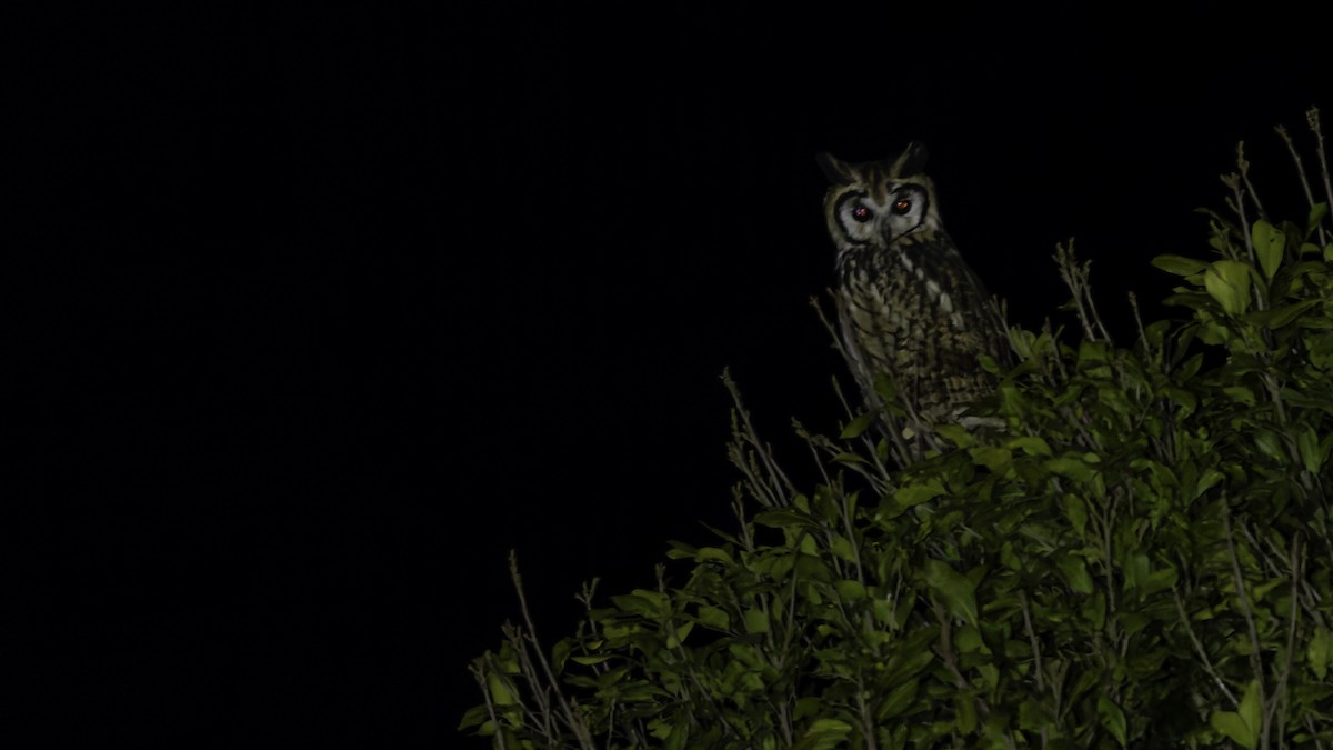 Striped Owl - ML619337281