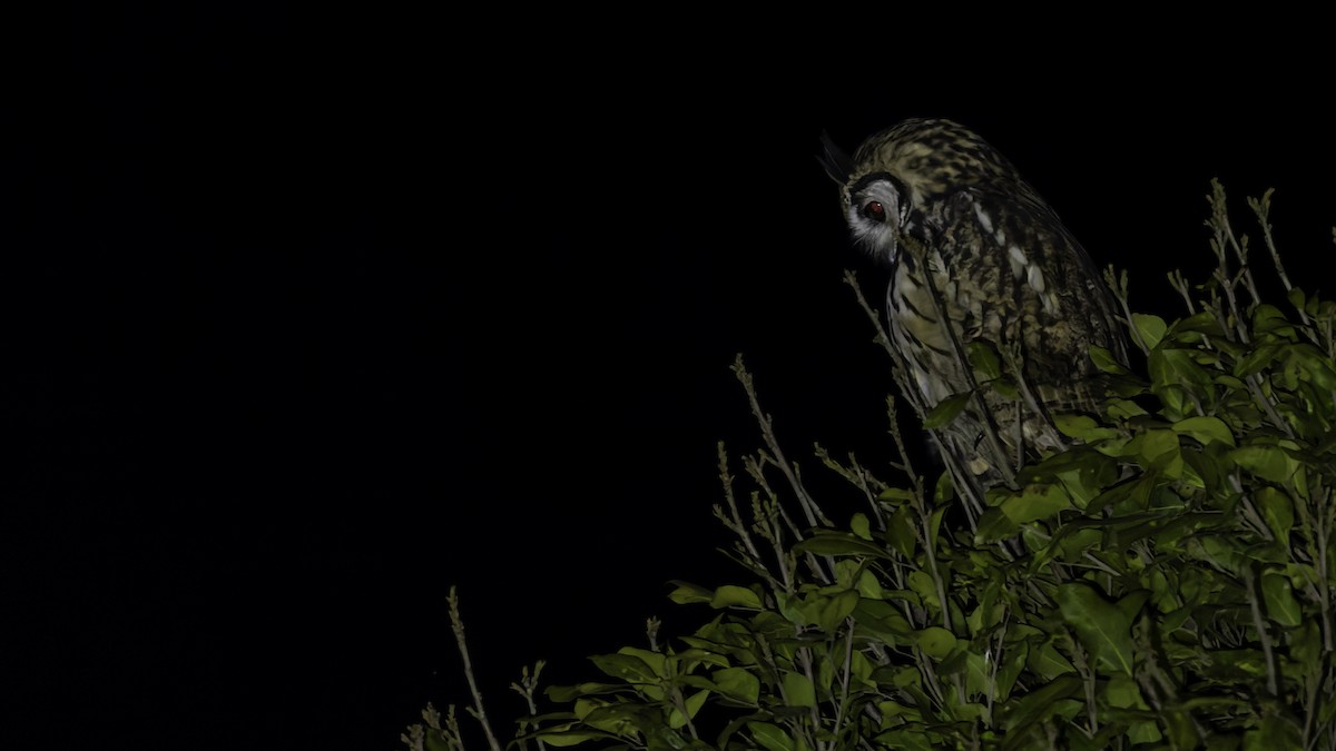 Striped Owl - ML619337283