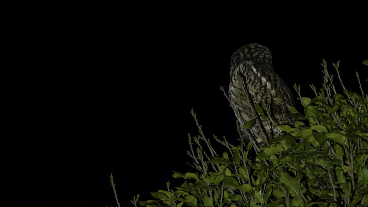Striped Owl - ML619337284
