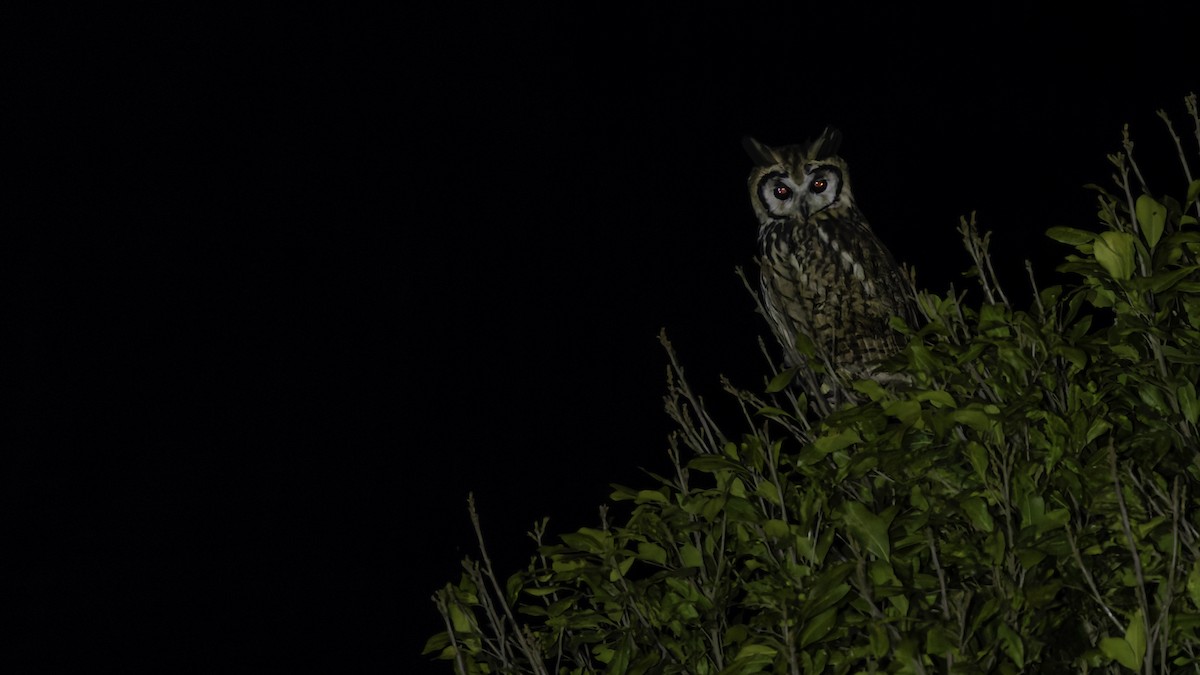 Striped Owl - ML619337285