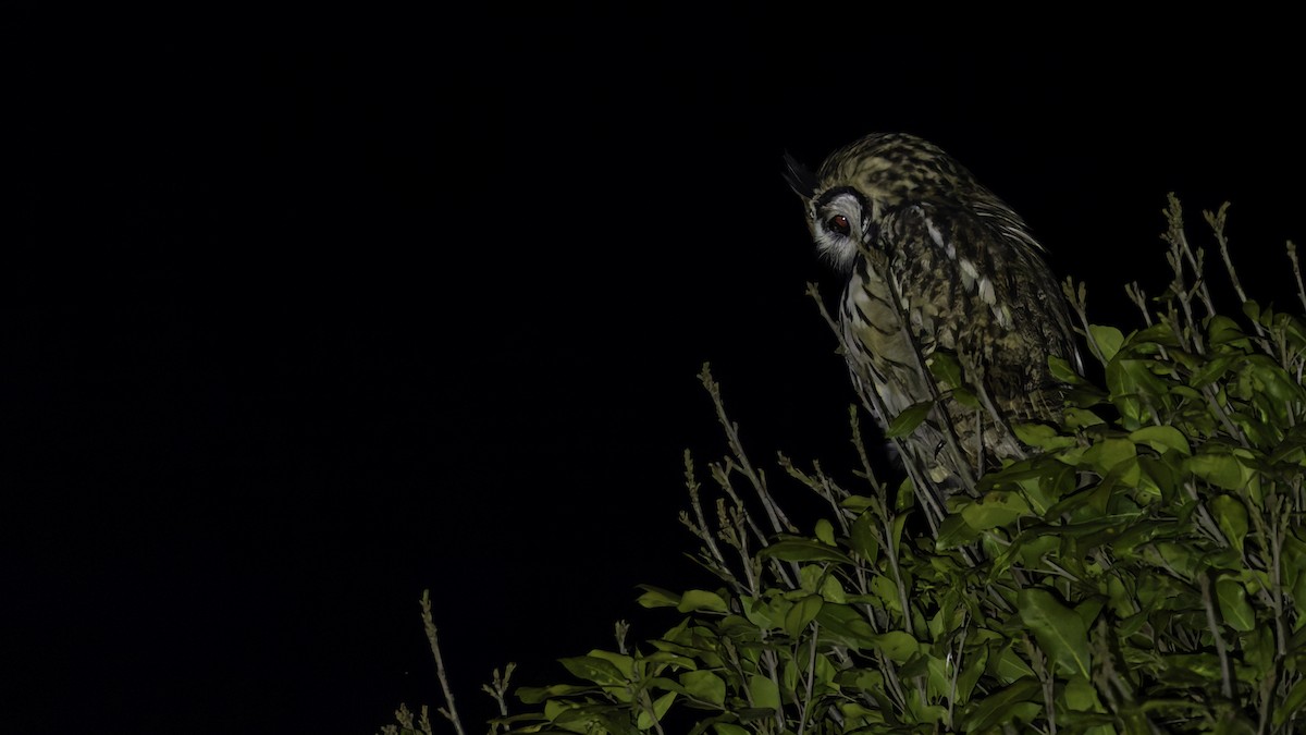Striped Owl - ML619337286