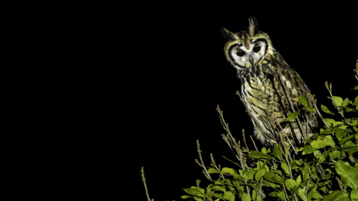 Striped Owl - ML619337287