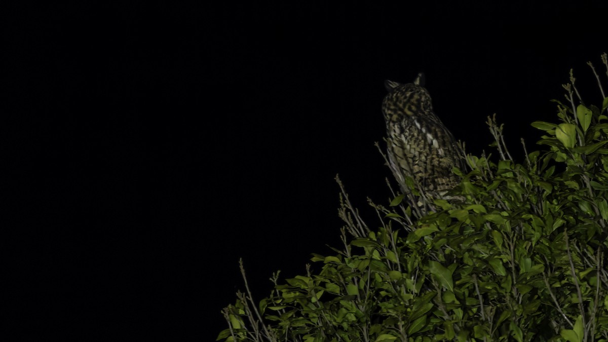 Striped Owl - ML619337288
