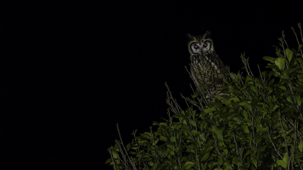 Striped Owl - ML619337289