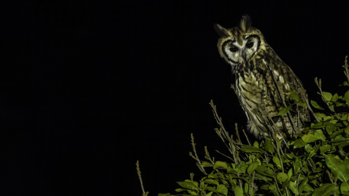 Striped Owl - ML619337292