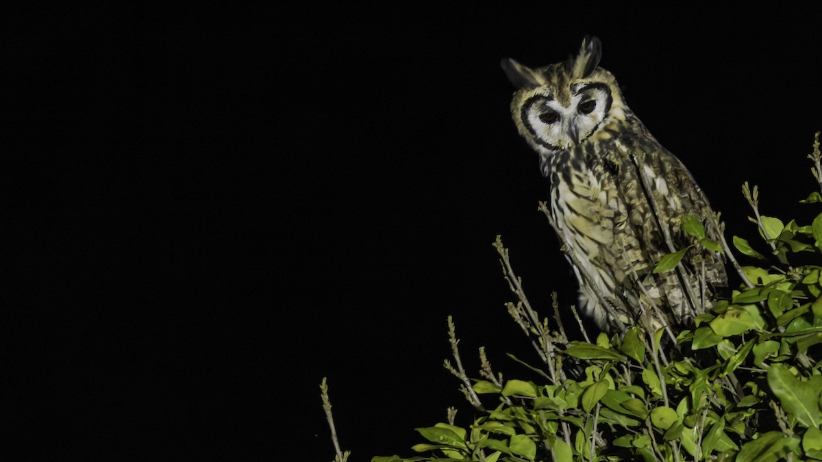 Striped Owl - ML619337294