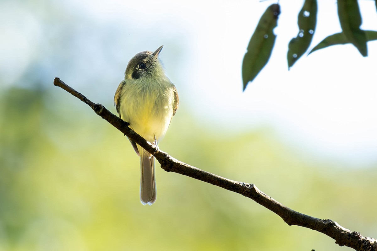 Sepia-capped Flycatcher - ML619337308