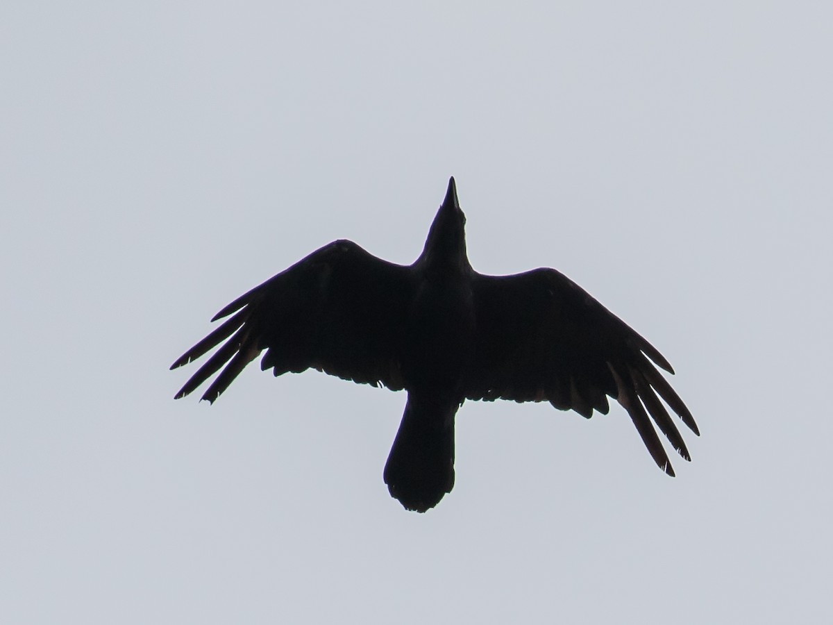 Common Raven - ML619337340