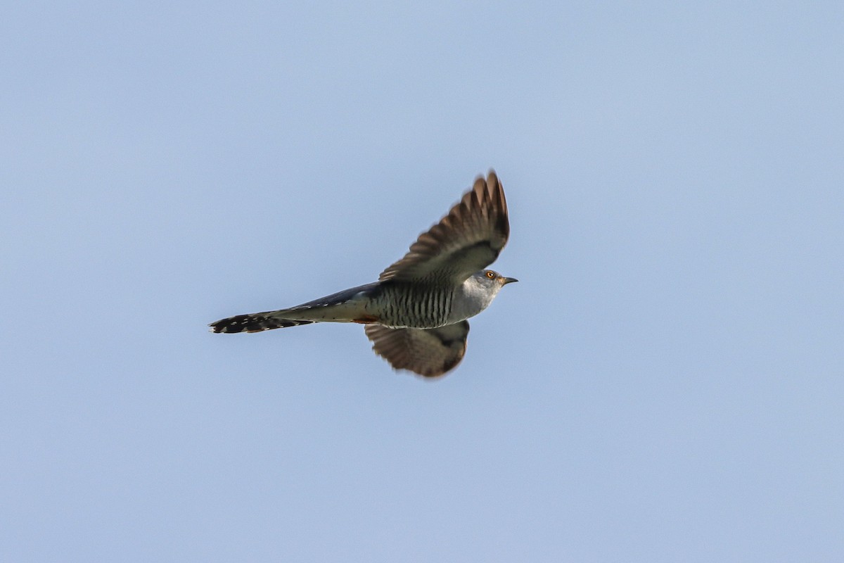 Common Cuckoo - ML619337368