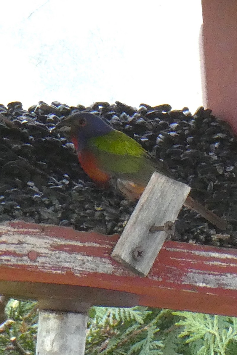 Painted Bunting - ML619337385