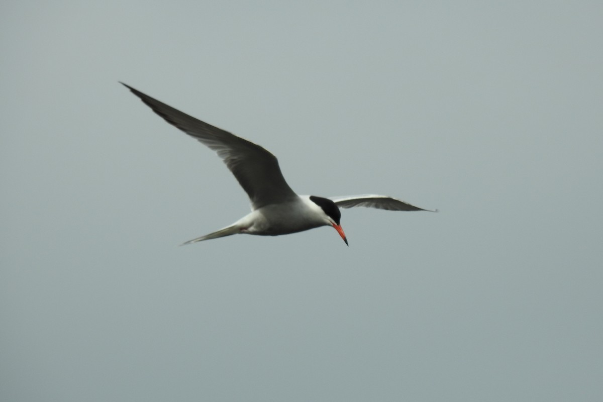 Common Tern - ML619337389