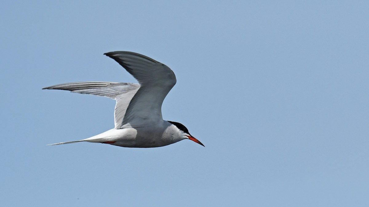Common Tern - ML619337390