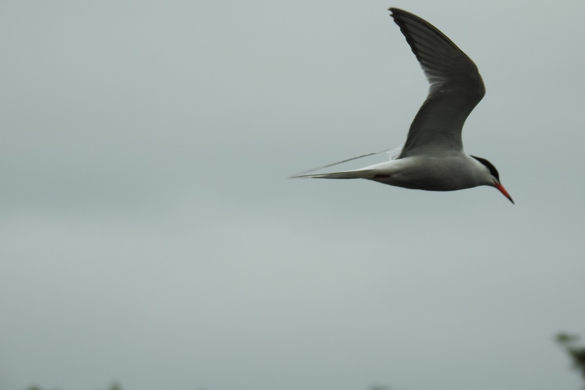 Common Tern - ML619337401