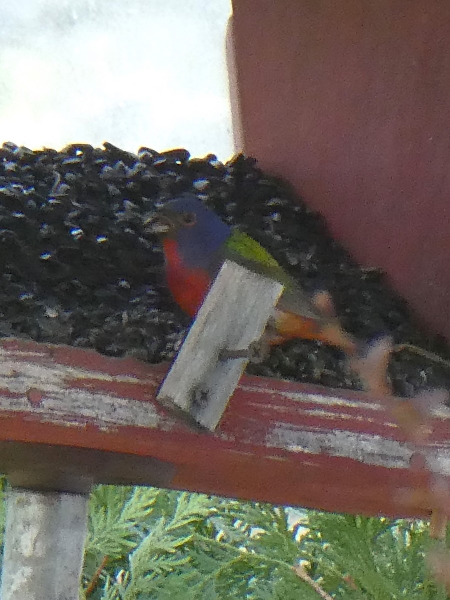 Painted Bunting - ML619337410
