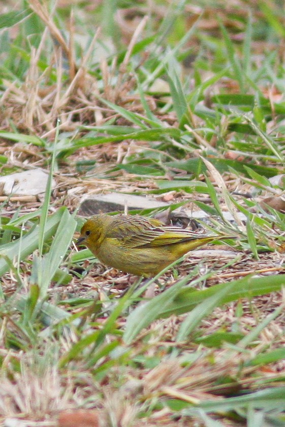 Grassland Yellow-Finch - ML619337420