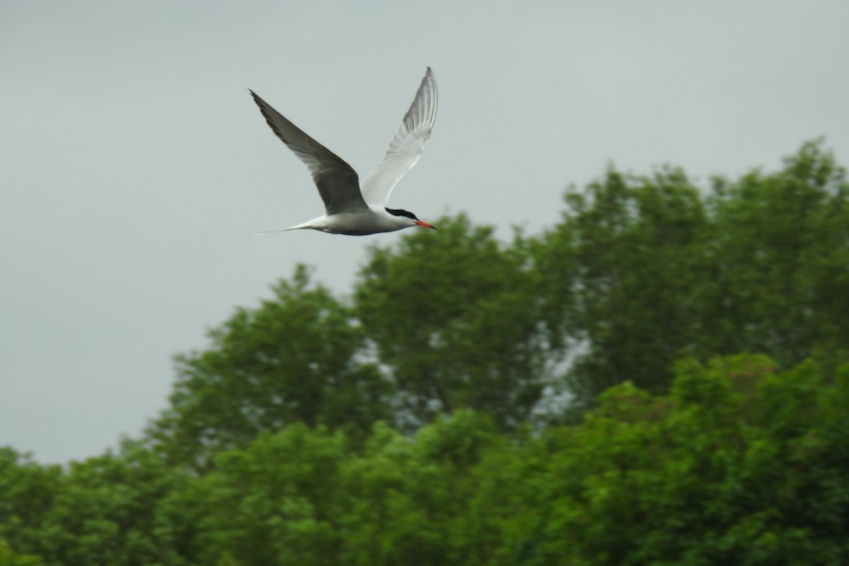 Common Tern - ML619337436
