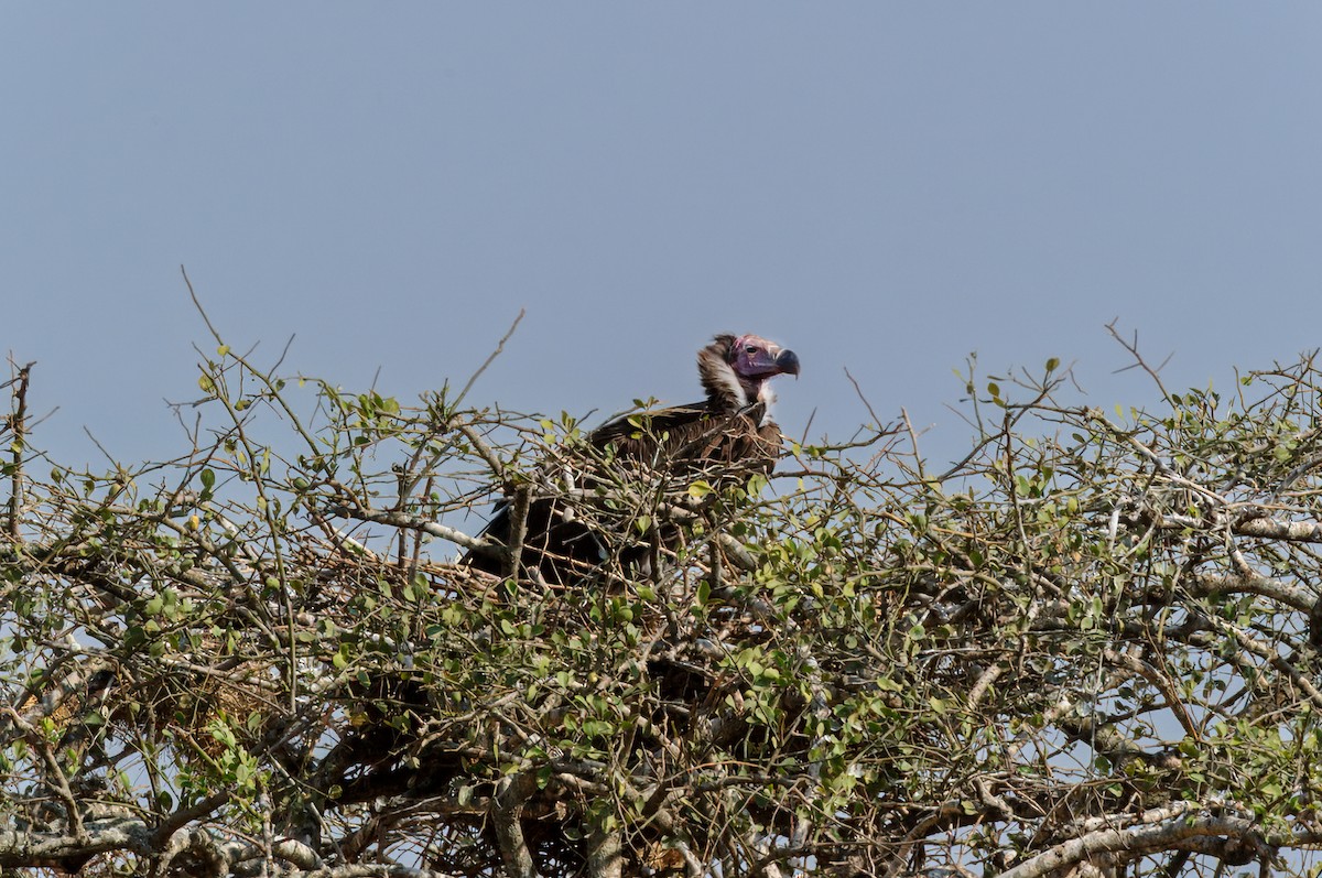 Lappet-faced Vulture - ML619337515