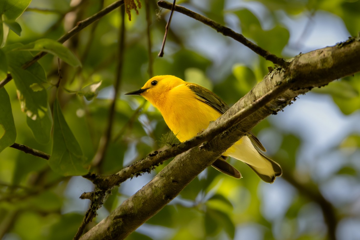 Prothonotary Warbler - ML619337530