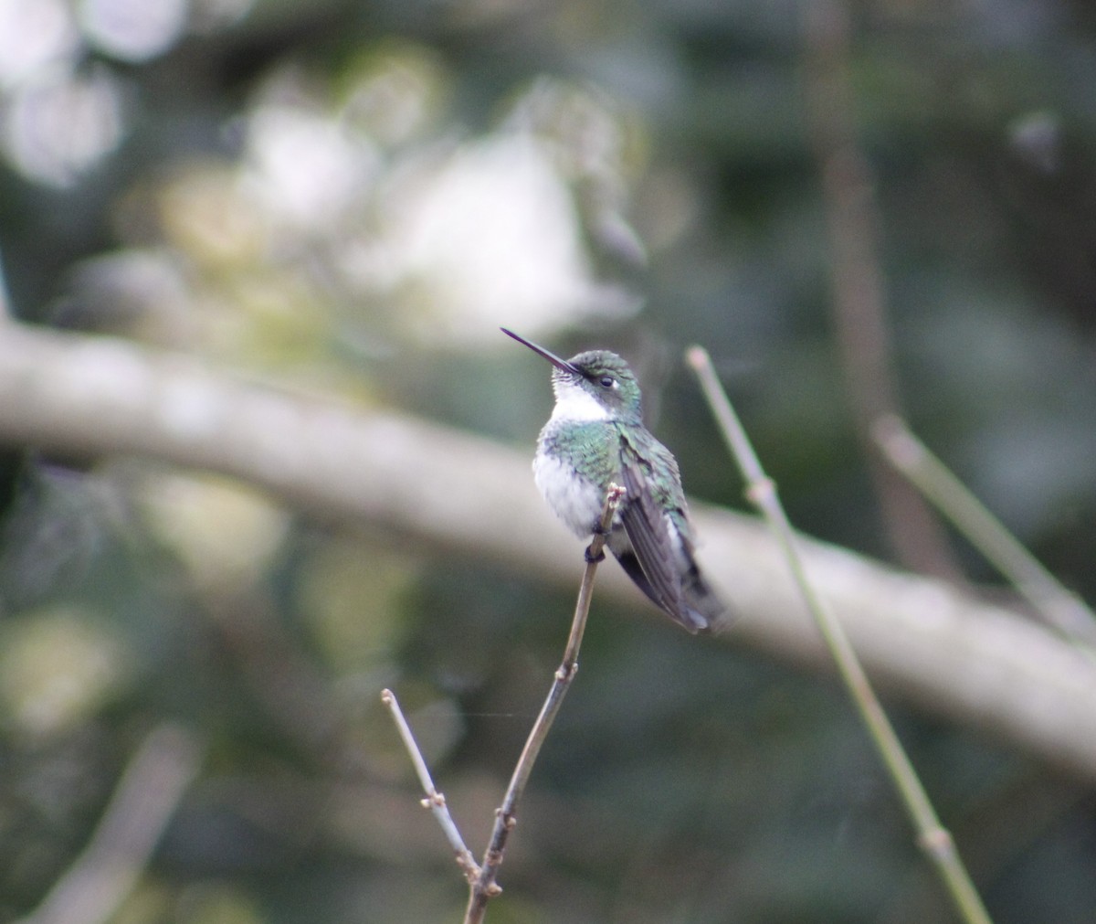 White-throated Hummingbird - ML619337593