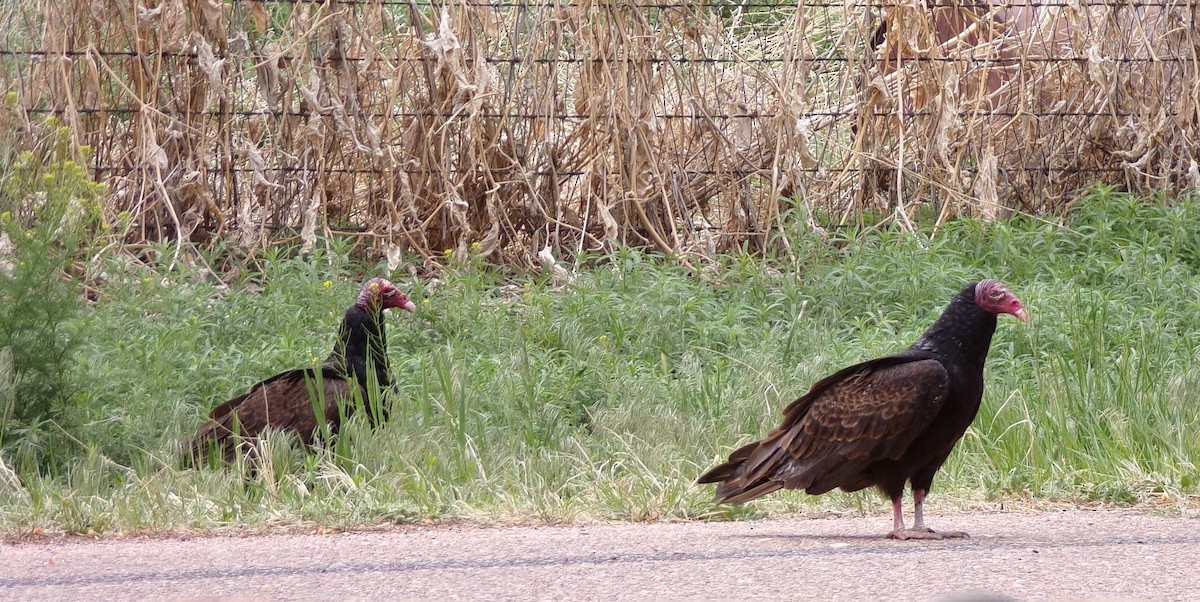 Turkey Vulture - ML619337623