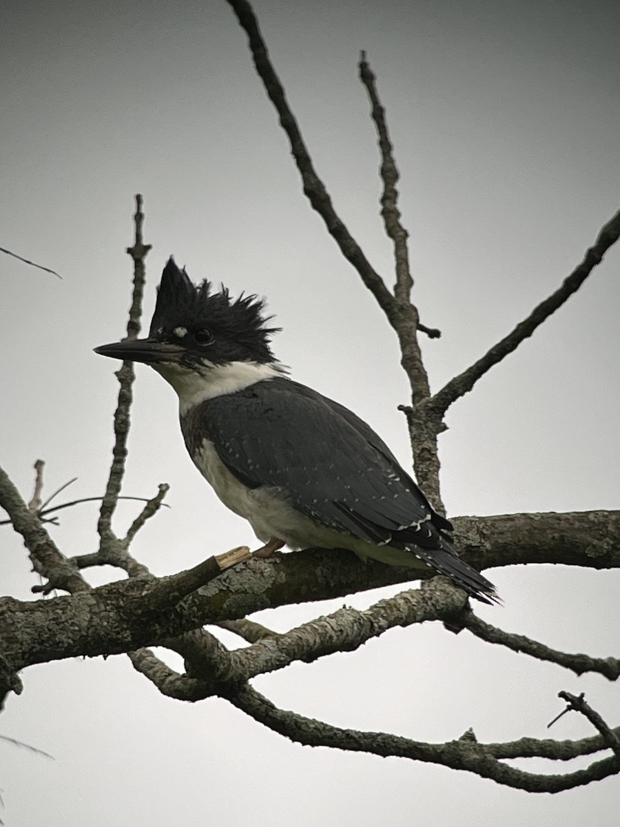 Belted Kingfisher - ML619337671