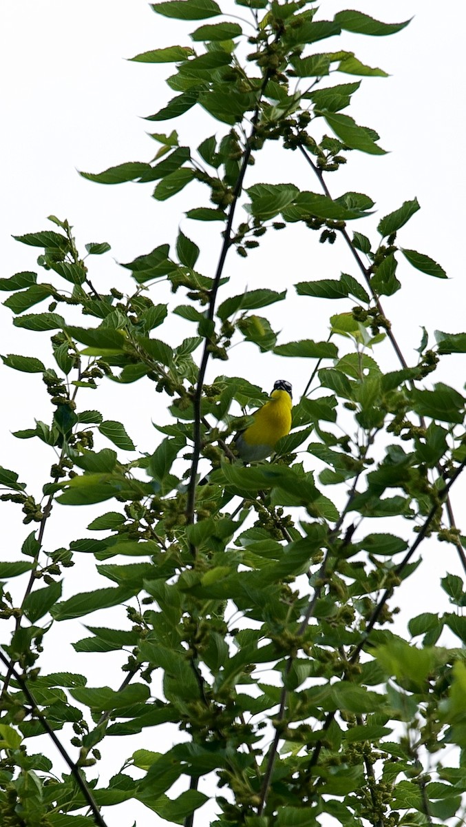 Yellow-breasted Chat - ML619337691