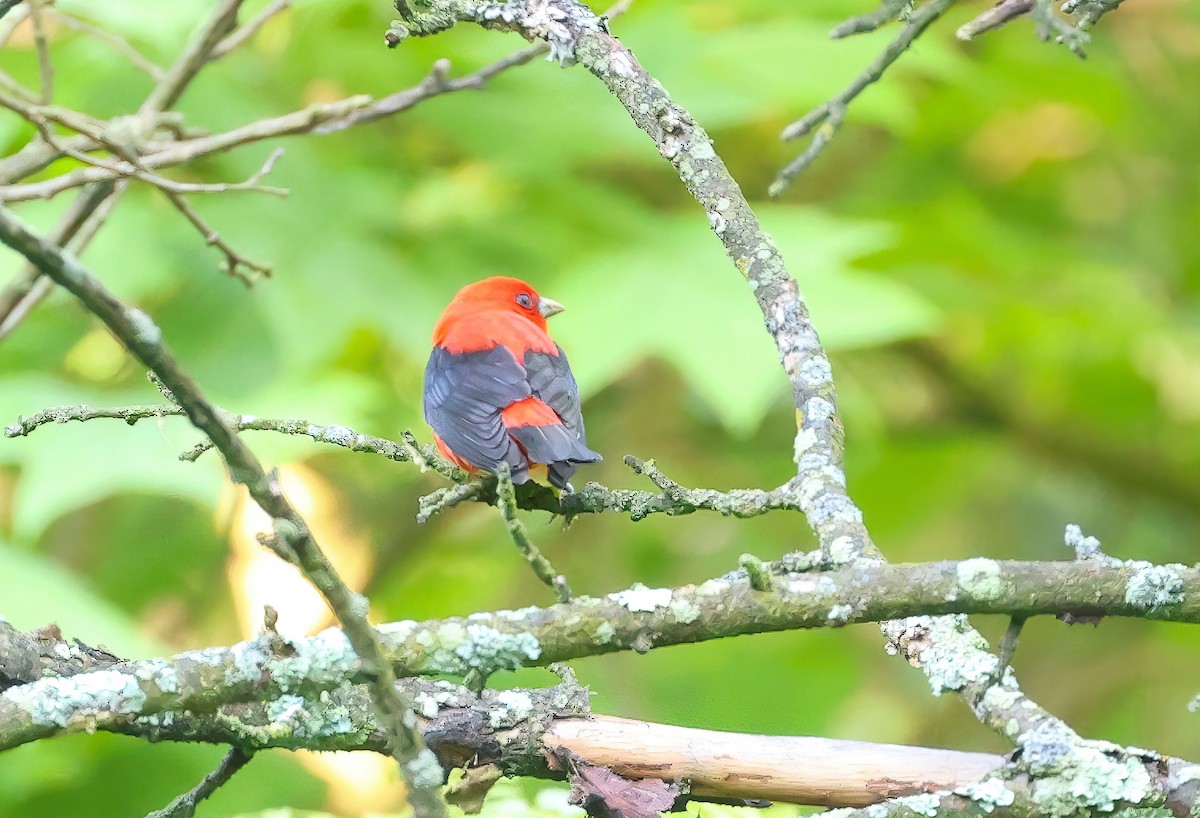 Scarlet Tanager - ML619337692