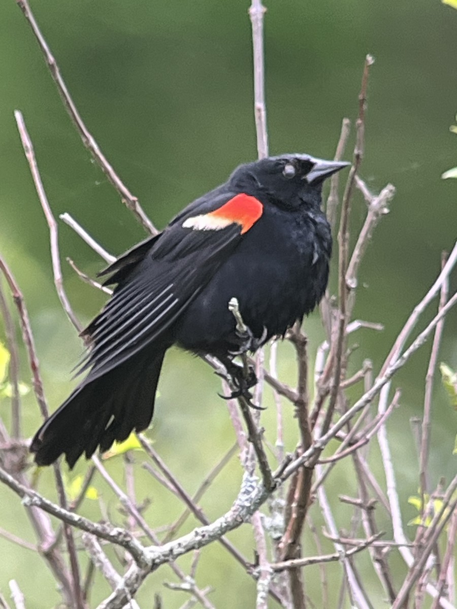 Red-winged Blackbird - ML619337705