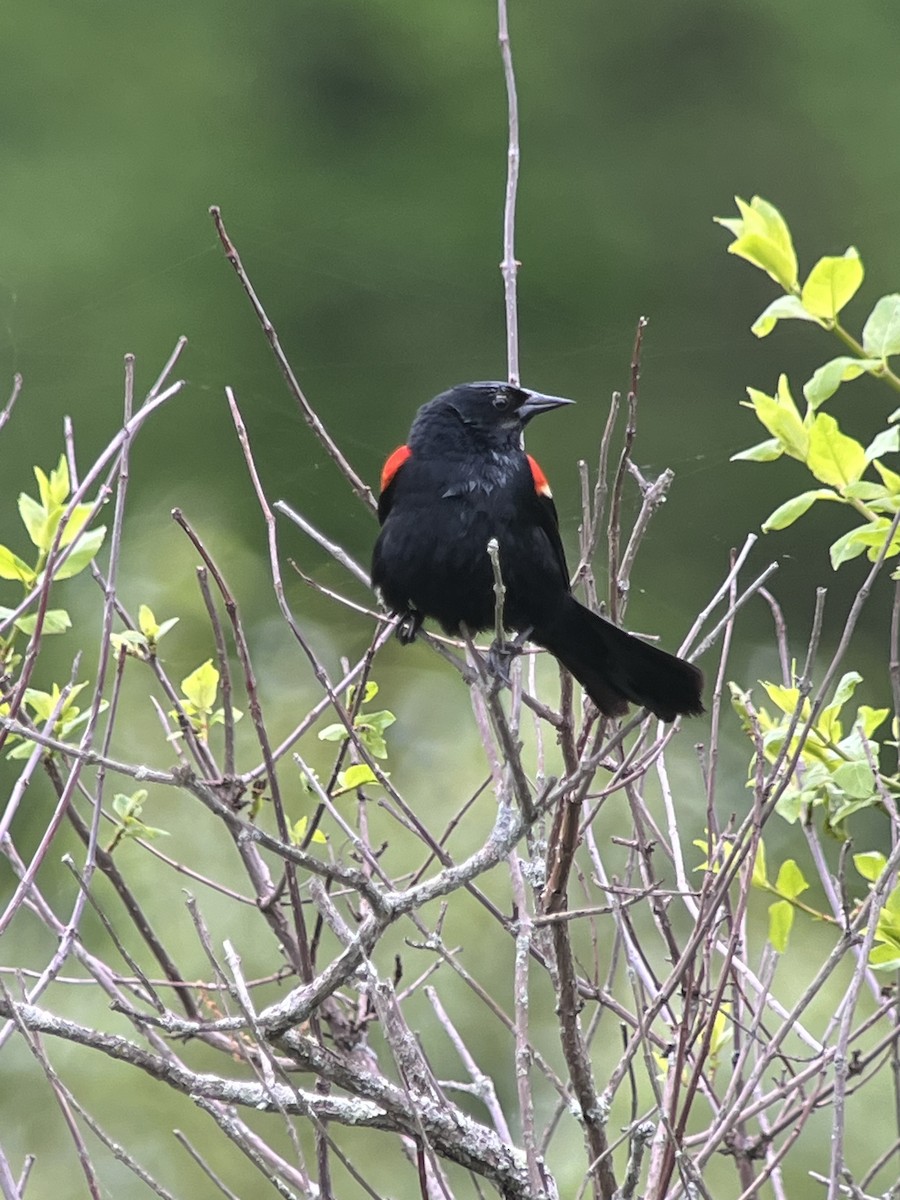 Red-winged Blackbird - ML619337706