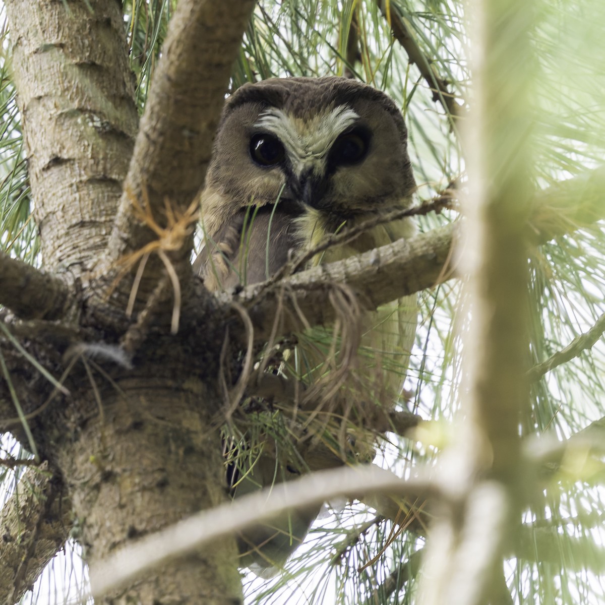 Unspotted Saw-whet Owl - ML619337759