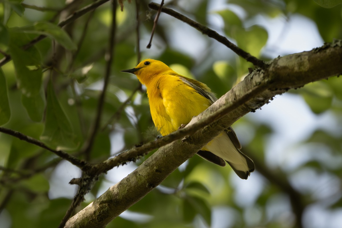 Prothonotary Warbler - ML619337763