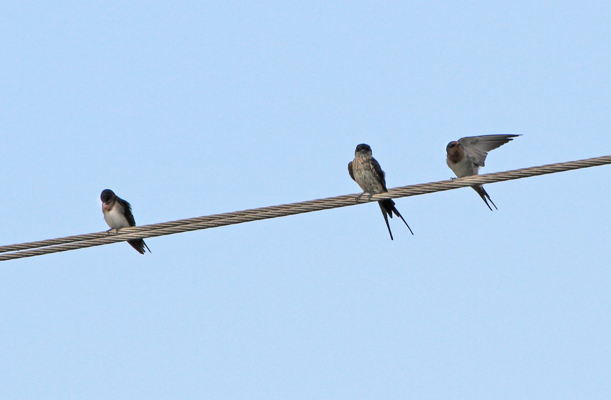 Red-rumped Swallow - ML619337781