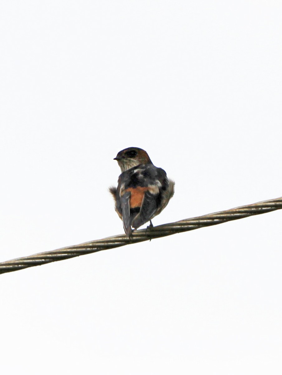 Red-rumped Swallow - ML619337783
