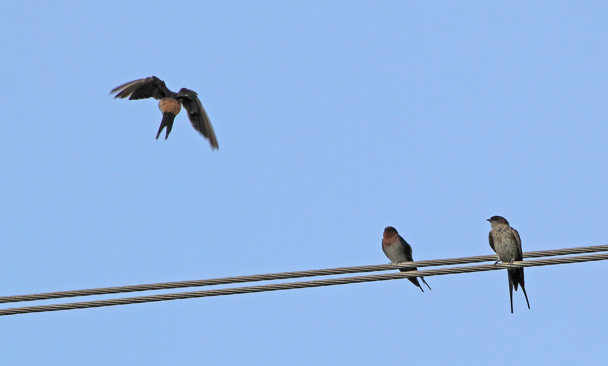 Red-rumped Swallow - ML619337790
